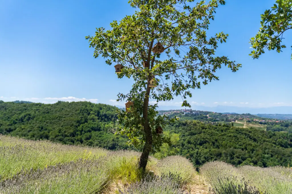 ansem azienda agricola 05